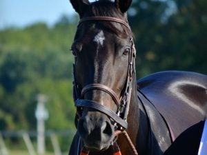 Apple Blossom Betting Odds: Oaklawn Has Champion Power