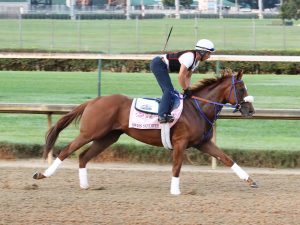 Swiss Skydiver Horse