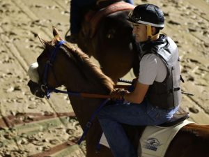 Swiss Skydiver Horse