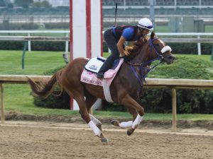 Swiss Skydiver Horse