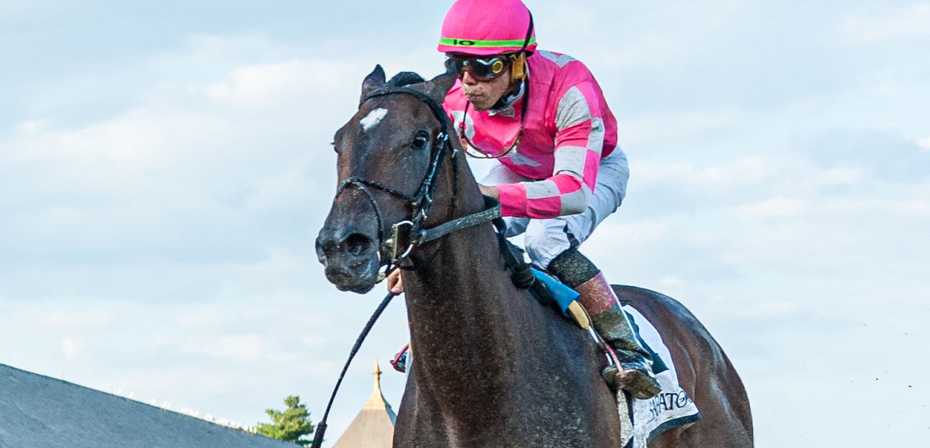 2022 Pegasus World Cup Profile: Chess Chief | Horse Racing News