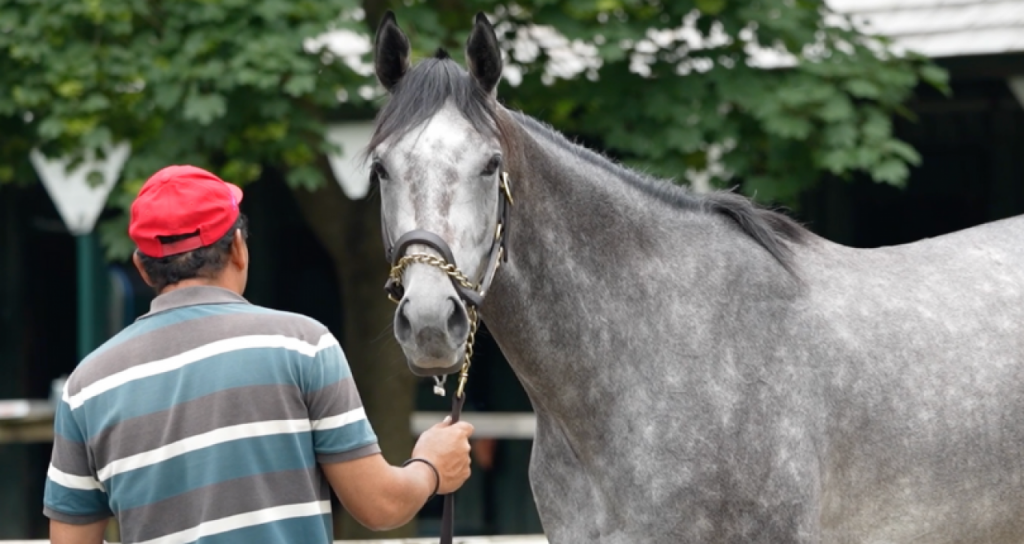 2024 Travers Stakes: BATTEN DOWN | Horse Racing News