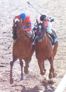 Affirmed winning the Belmont Stakes