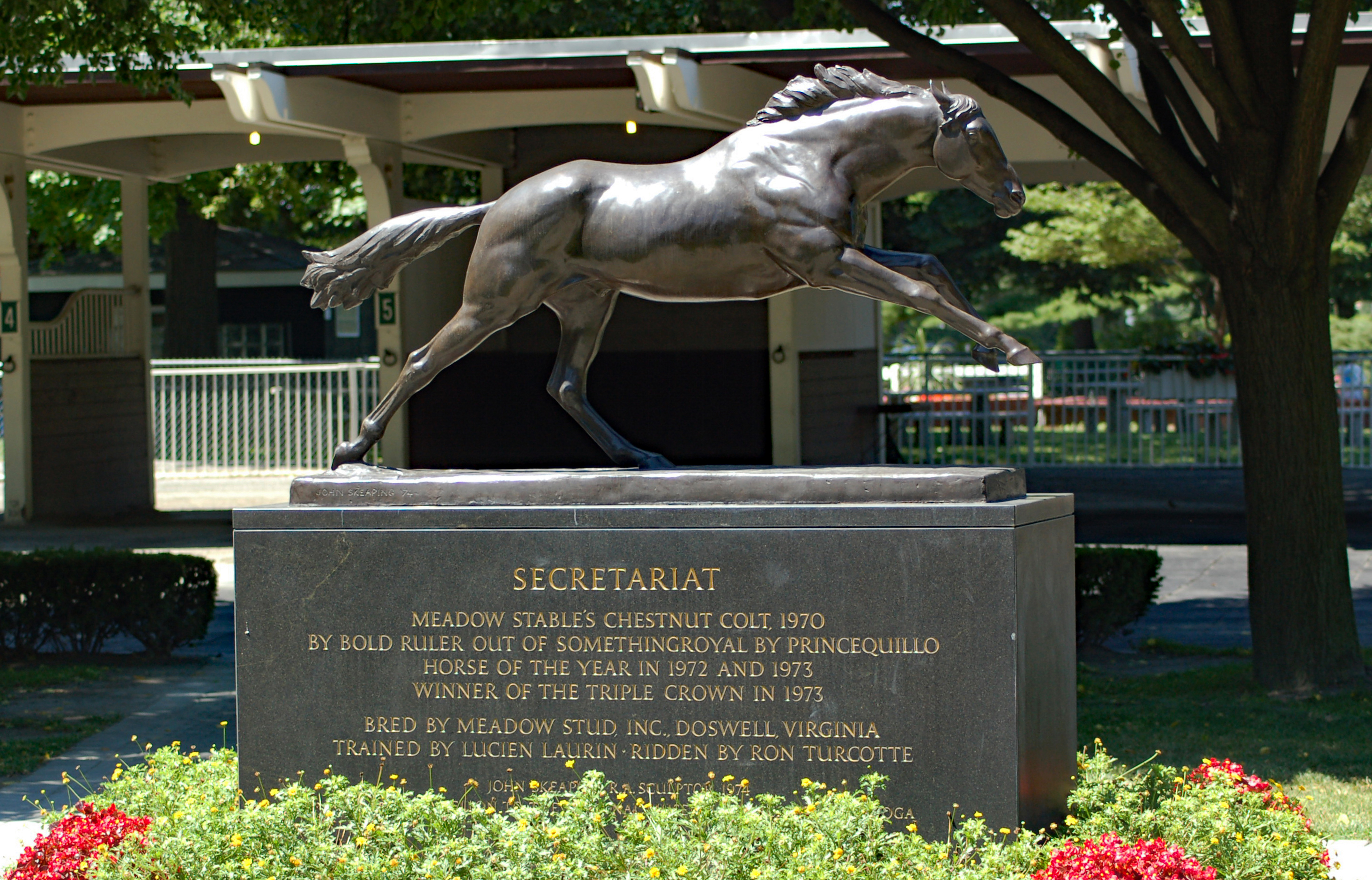The Secretariat statue resides adjacent to the White Pine in Belmont's paddockJPG