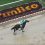 2023 Preakness Odds, Horses, Futures and Predictions: Chase the Chaos