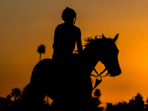 Horse and jockey riding in the sunset