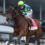 2024 Kentucky Derby Contenders: RESILIENCE