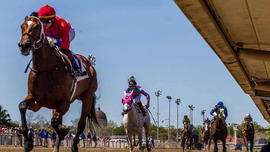 2026 Black-Eyed Susan Odds, Betting Analysis, and Picks | US Racing